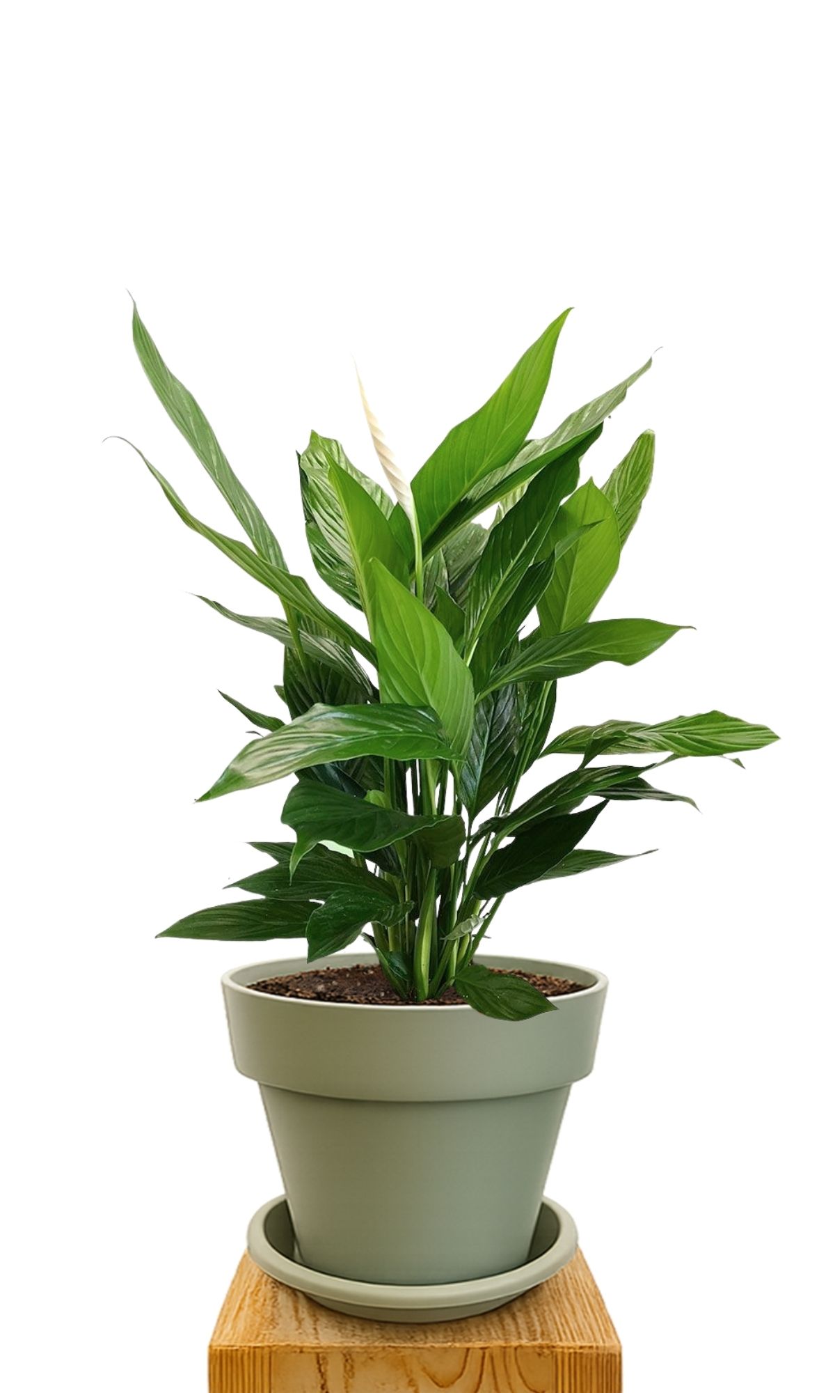 Plant kit 30 Green